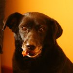 Hip & Joint Mobility Chews