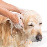 Oatmeal Soothing Pet Shampoo