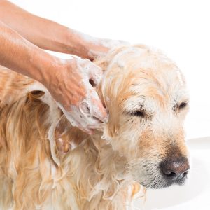 Oatmeal Soothing Pet Shampoo
